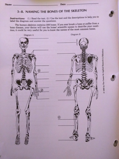 Workbook: Bone ID - Human Bio